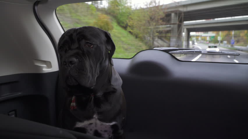 Dog Cane Corso Junior Sit Stock Footage Video 100 Royalty Free 21179998 Shutterstock