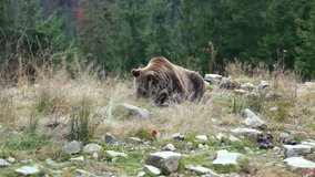 Big brown bear lying on the ground