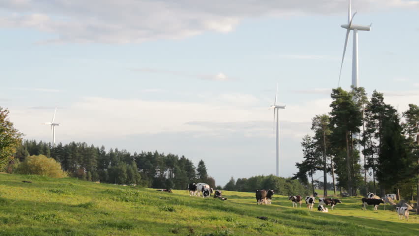  Cows graze by wind-farm mills