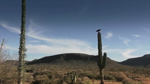 Cactus in desert of Baja California 