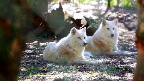 Arctic Wolf Couple (Canis Lupus Arctos) Lying Down On Ground