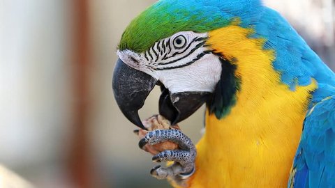 Blue and Yellow Macaw Cracking and Eating Walnut