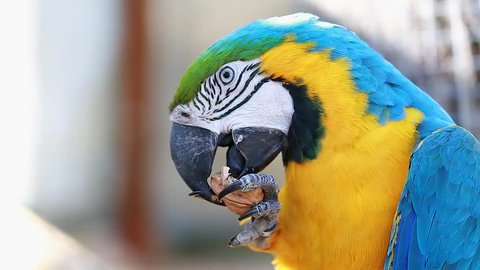 Blue and Gold Macaw Cracking and Eating Walnut