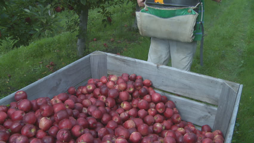A picker places  just harvested Red Delicious apples into a field bin