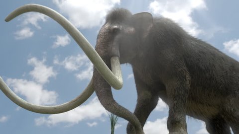 Mammoth eats grass