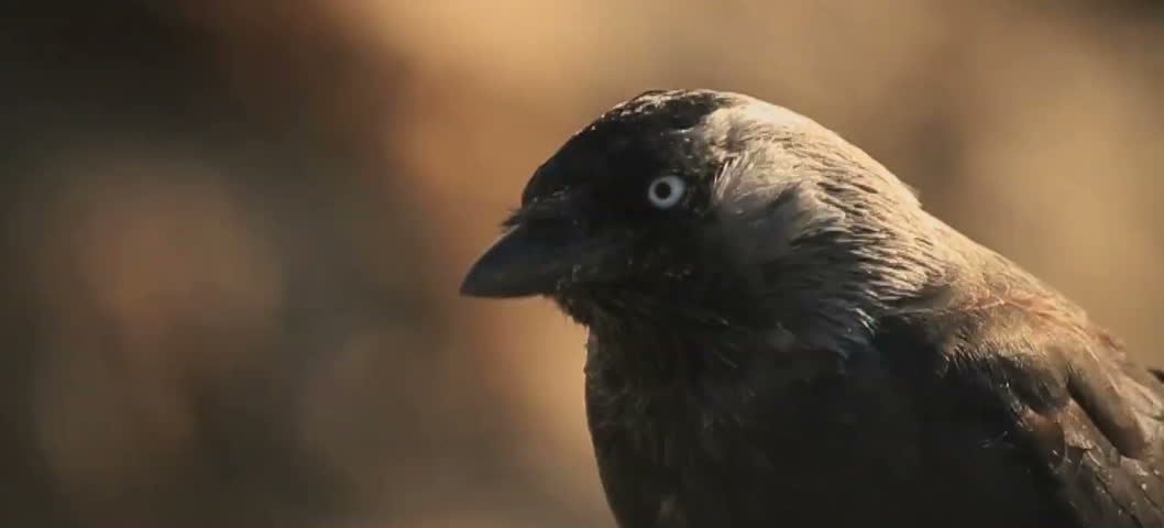 A small bird feeding