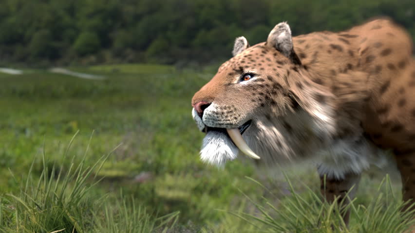 Smilodon shows his teeth