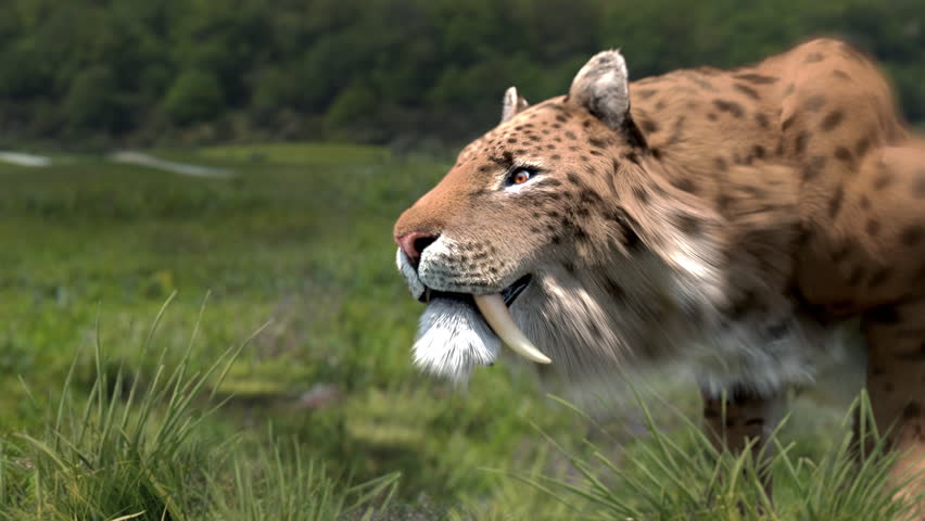 Smilodon shows his teeth