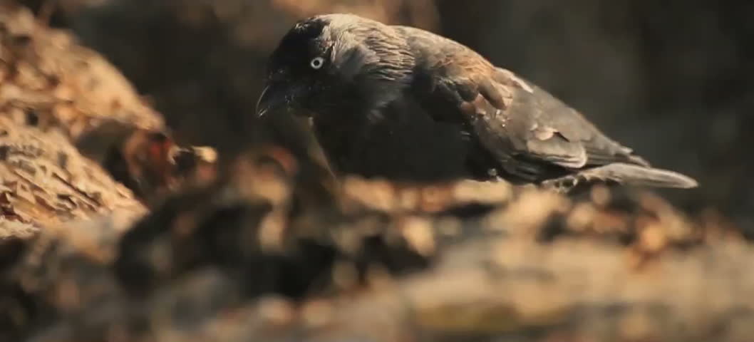 A small bird feeding