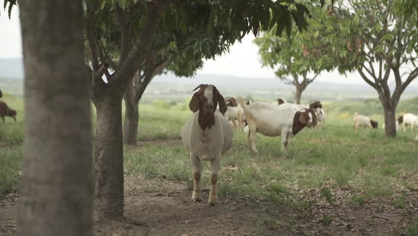 Goat facing the camera, belting under a mango tree on a farm in South Africa