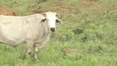 White cow walking through grassy hillside in Drakensburg region of South Africa