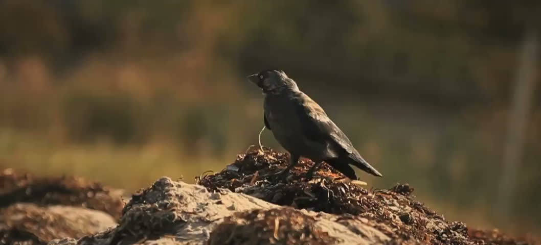 Small bird and its nest
