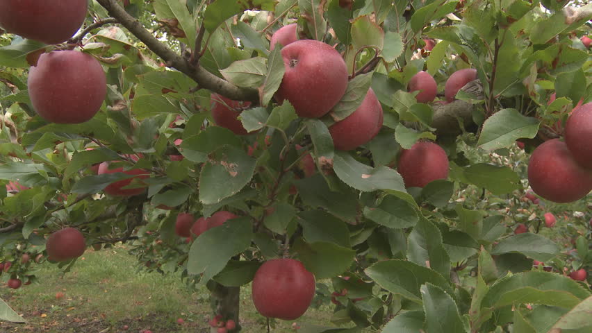 a slider shot along a branch of ripe apples