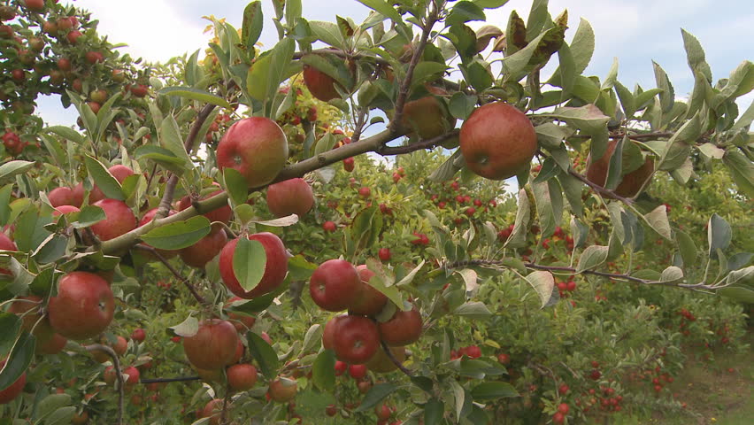 a slider shot of ripe apples on a orchard tree