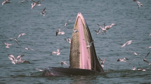 Meet the Bryde Whale 4K