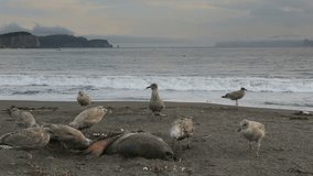 Pacific Gull eating a dead seal on the beach stock footage video