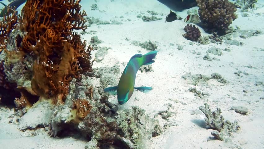 Steephead parrotfish (Chlorurus microrhinos) underwater in Red Sea Royalty-Free Stock Footage #21189691