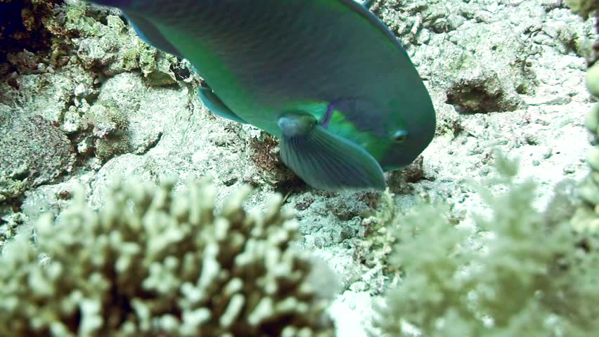 Steephead parrotfish (Chlorurus microrhinos) underwater in Red Sea Royalty-Free Stock Footage #21189784