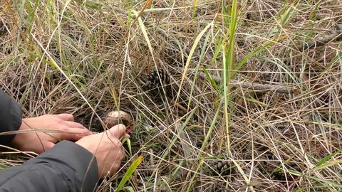 Woman found small mushroom in pine needles