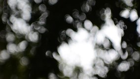 Defocused abstract nature background with green leaves and bokeh lights