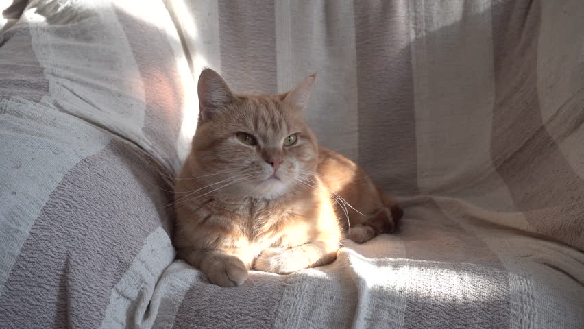 Cat Lying On The Sofa Stock Footage Video 100 Royalty Free Cat Lying On The Sofa Stock Footage