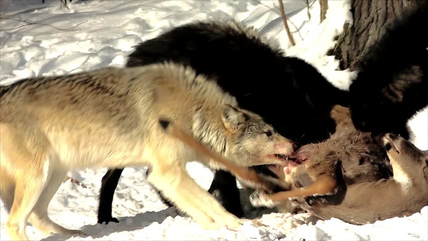 Wild Gray Wolves Feed on a Deer Carcass (this is a wild pack photographed f...