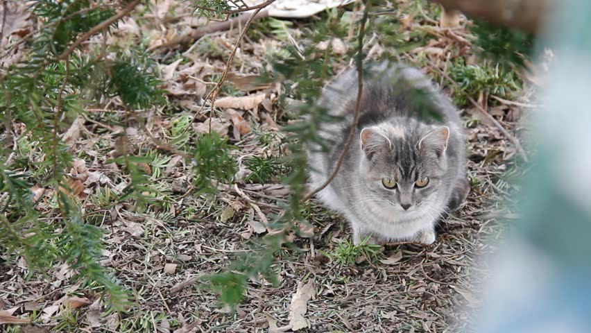 Feral cat sitting in dried leaves under a tree