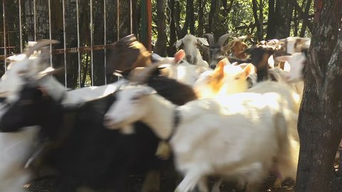 Livestock, flock of goats in stables at farm, Sardinia, Italy