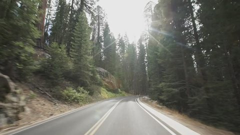Sequoia Road Trip