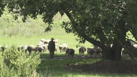 Man in green overalls and straw hat herds sheep across grass on sunny day, wide shot, under tree.