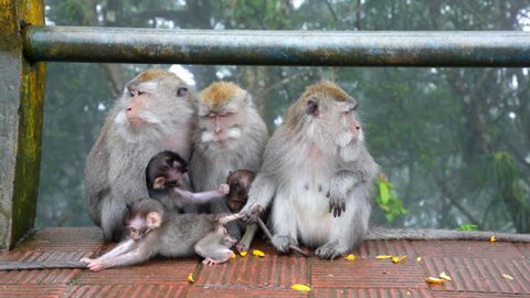 family of wild monkeys on road: film stockowy