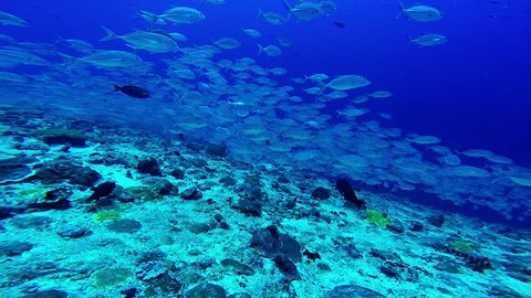School of Big eye Trevally Jack fish, (Caranx sexfasciatus) in tropical reef with clear blue sea, Maldives, underwater shot, Indian Ocean.