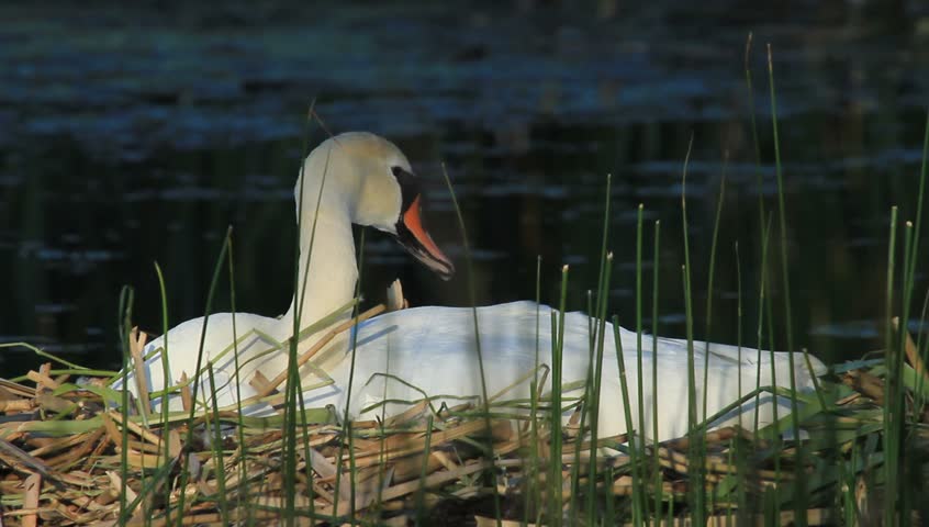 Swan on the nest
