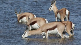 Springbok antelopes (Antidorcas marsupialis) drinking water, Etosha National Park, Namibia