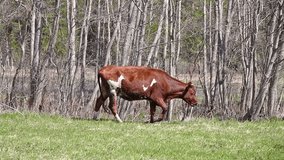 Young brown bull eats first grass.