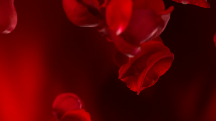 Rose Petals Falling Stock Footage Video 100 Royalty Free Shutterstock