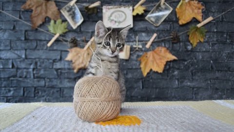  rope is very interesting to this little kitty 