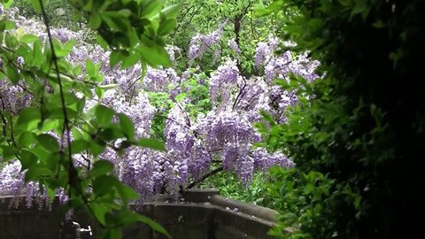 Glycine gorgeous purple, blooming in the garden, in the rain. Glycine, a climbing bush spectacular. Her scientific name Wisteria 2
