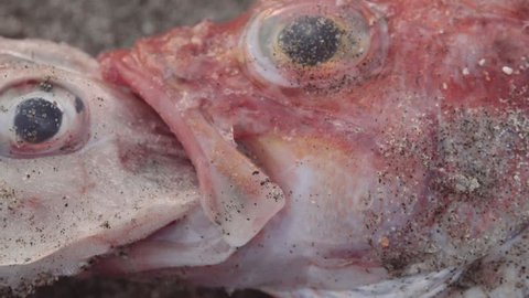 Octopus Fish With Eggs Underwater Stock Footage Video 100 Royalty Free 29090605 Shutterstock - ตกปลาได ufo ม อถ อทองคำ และปลาหายากในตำนาน roblox invidious