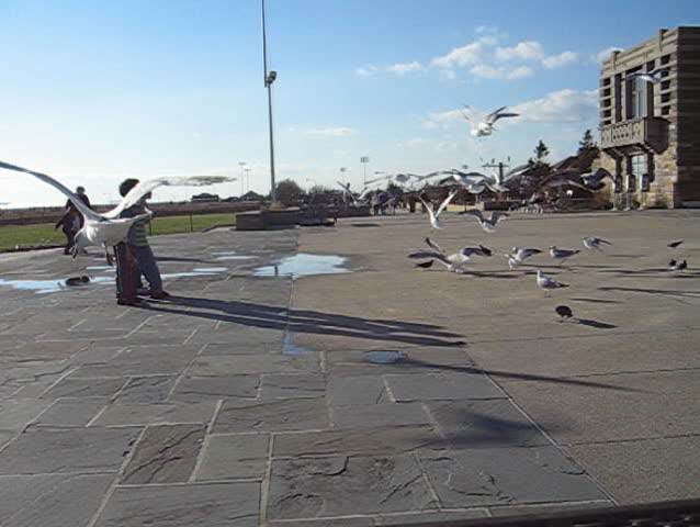 birds and people at jones beach, new york