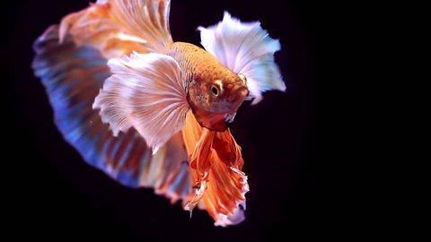 Colourful Thai Fighting Fish or better known as Siamese fighting fish Betta Splendens
