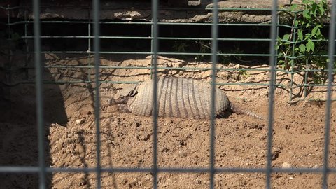 Giant armadillo priodontes maximus lying in zoological garden cage.