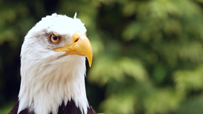 Bald eagle (Haliaeetus leucocephalus)