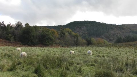 Sheep grazing on a pasture in the Hafod estate, Wales, UK