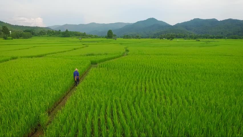 Aerial shot of Farmer walking in to rice field plantation. Drone fly up tilt down Royalty-Free Stock Footage #21250711