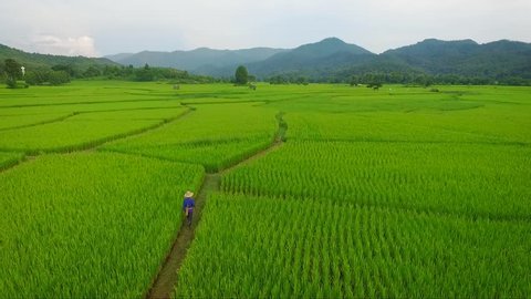 Aerial shot of Farmer walking in to rice field plantation. Drone fly up tilt down