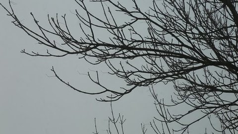 A cold wind and snow on bare trees