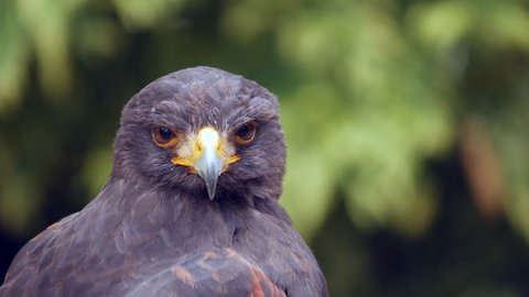 Harris Hawk (Parabuteo unicinctus) also known as Bay-winged hawk or, Dusky hawk,
