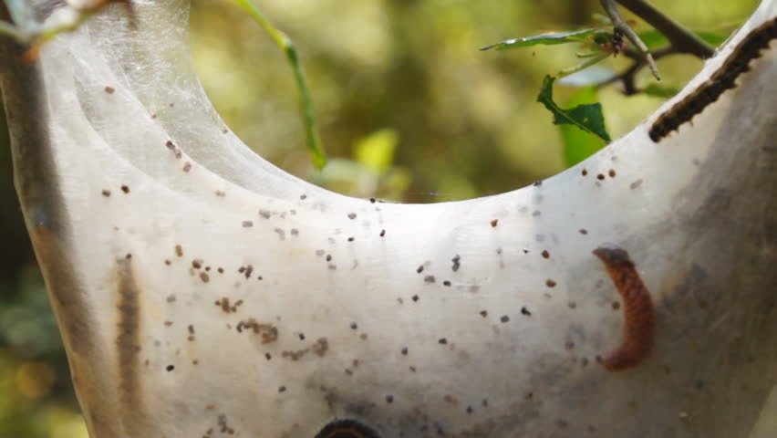Tent Caterpillar (Malacosoma americanum) Cocoon
