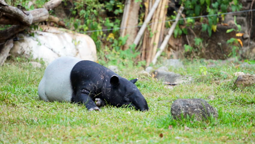 Malayan Tapir Tapirus Indicus Also 库存影片视频 100 免版税 Shutterstock